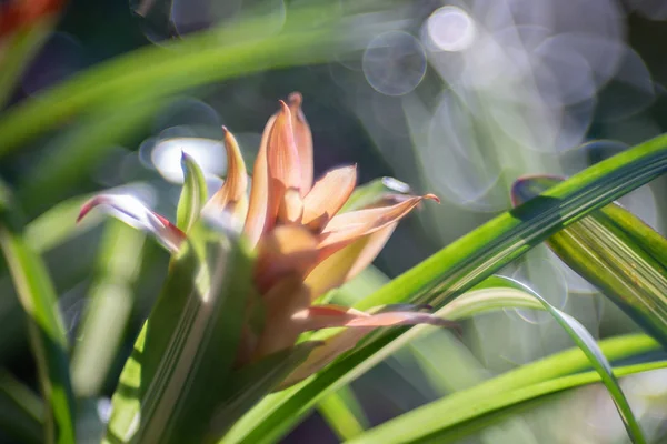 Curcuma alismatifolia Zingiberaceae flower plant over bubble bok — Stock Photo, Image