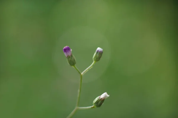 緑の背景にガラスの花 — ストック写真