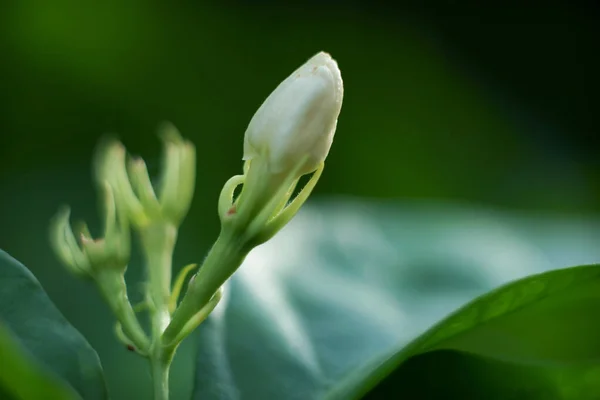 Крупним Планом Біла Квітка Жасмину Природі — стокове фото