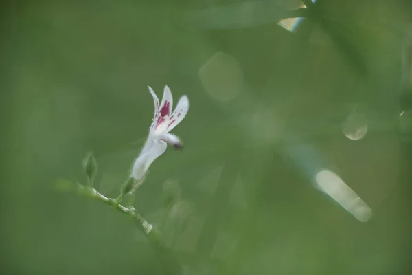 緑の背景にガラスの花 — ストック写真