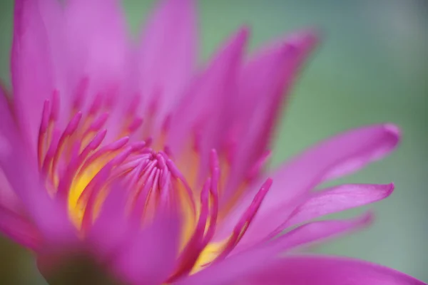 Pink Lotus Flower Blossom Nature Isolate Green Background — Stock Photo, Image