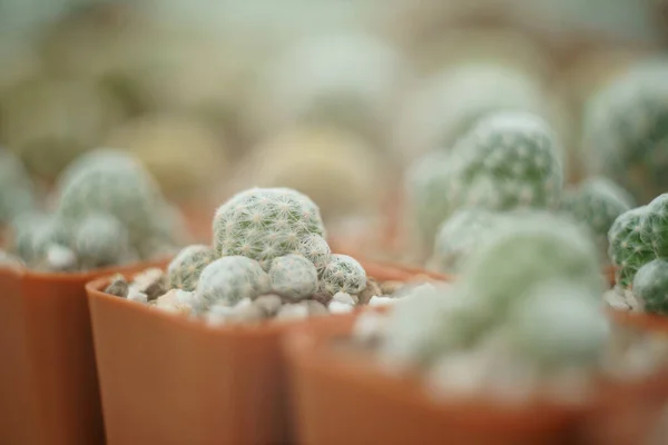 Cactus Flor Maceta —  Fotos de Stock