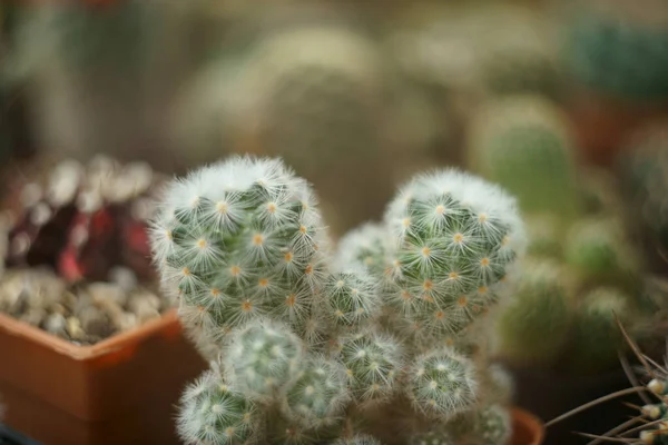 Cactus Flor Maceta —  Fotos de Stock