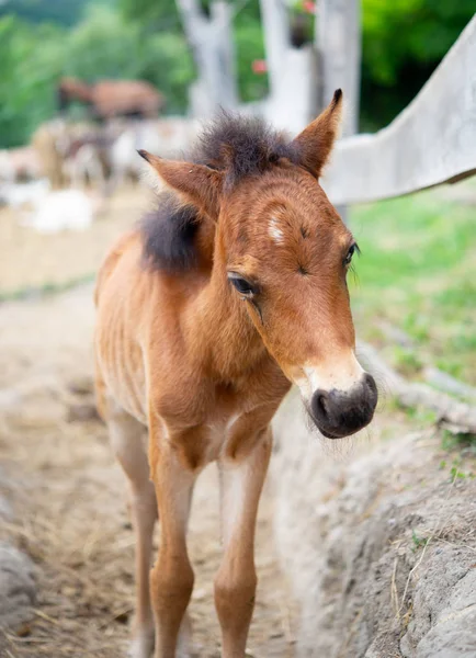 Adorabile Pony Puledro Bambino — Foto Stock