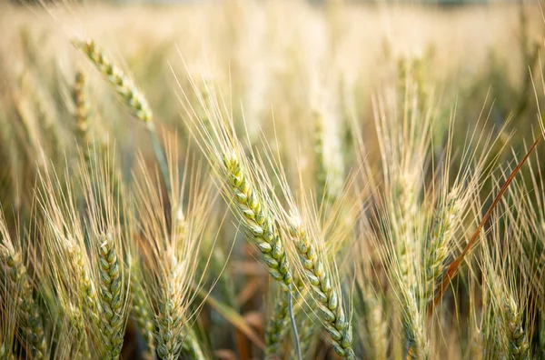 Beautiful Golden Summer Wheat — Stock Photo, Image