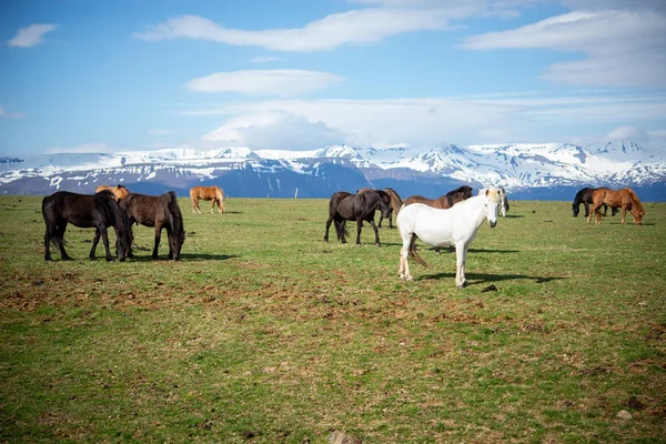 大きな美しいフィールドにアイスランドの馬 — ストック写真