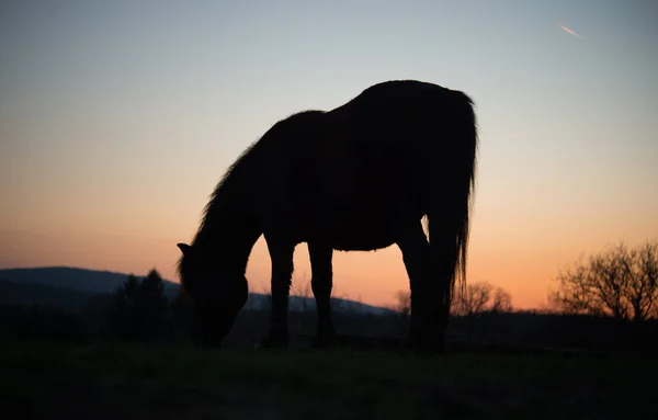 Silhouette Cavallo Tramonto — Foto Stock