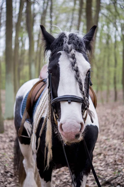 Tinker Cavallo Nella Foresta — Foto Stock