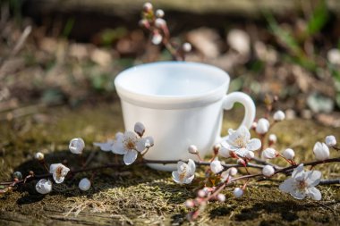 Bahar bahçe çiçeği ile sıcak tee