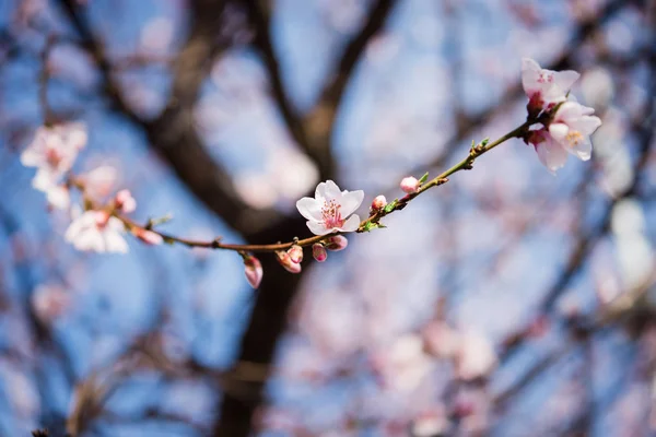 Árvore Flor Primavera Nascer Sol — Fotografia de Stock