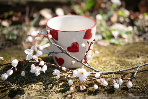 Heißer Tee Frühlingsgarten Mit Blüte — Stockfoto