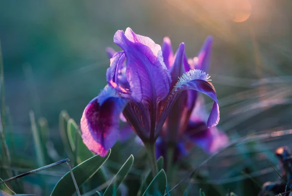 Purple Wild Flower Spring — Stock Photo, Image