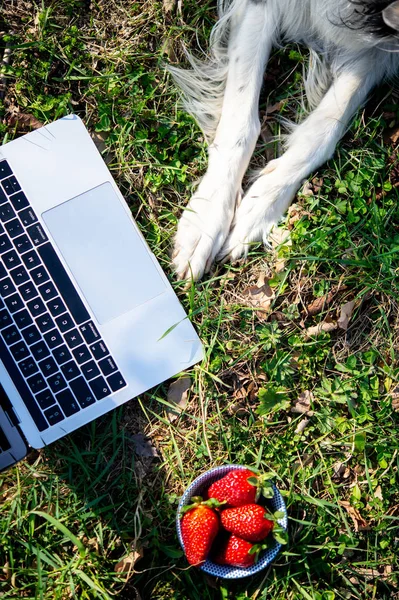 Dog and home office in the garden - laptop in grass