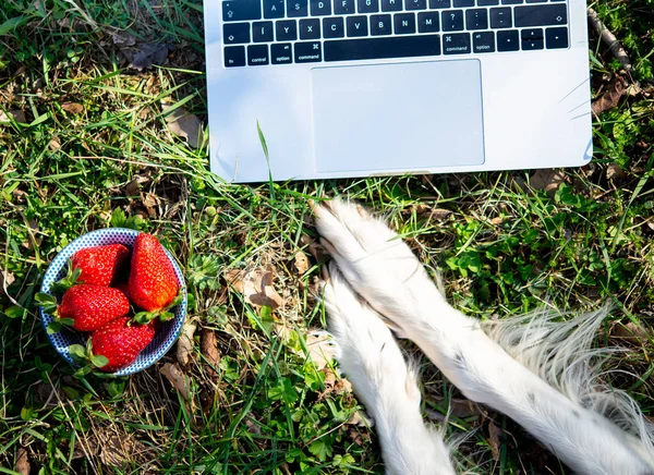 Dog and home office in the garden - laptop with dog legs