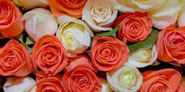 Çiçek arka planı. Kapatın. Panorama.   