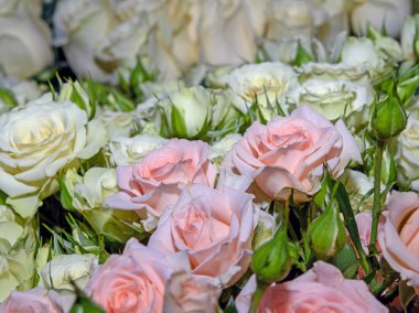 Çiçek arka planı. Kapat..