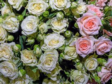 Çiçek arka planı. Kapat..