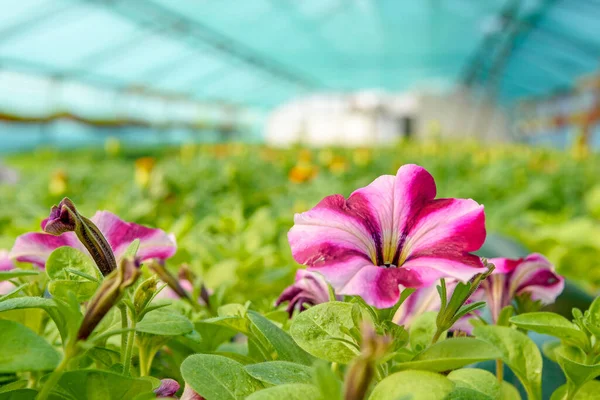 Fondo Hermosas Flores Que Crecen Invernadero Diseño Para Cerrar Imagen de archivo