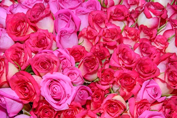 Güzel çiçeklerin arkaplanı. Kapatın. Panorama