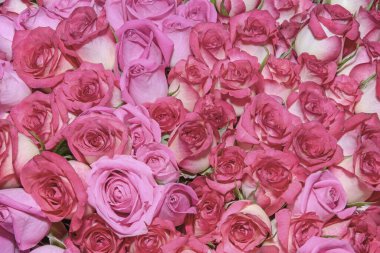 Güzel çiçeklerin arkaplanı. Kapatın. Panorama