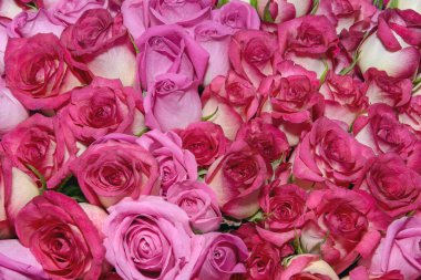 Güzel çiçeklerin arkaplanı. Kapatın. Panorama