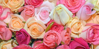 Güzel çiçeklerin arkaplanı. Kapatın. Panorama. 