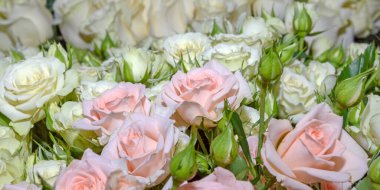 Güzel çiçeklerin arkaplanı. Kapatın. Panorama.