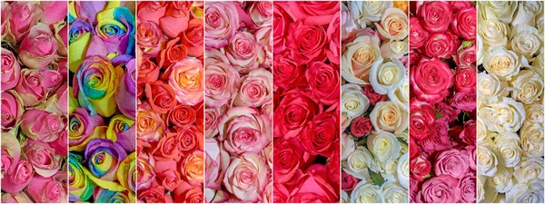 Hermoso Collage Flores Cerca Panorama Imagen de stock