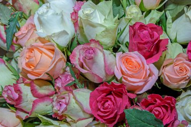 Güzel çiçeklerin arkaplanı. Kapatın. Panorama.  