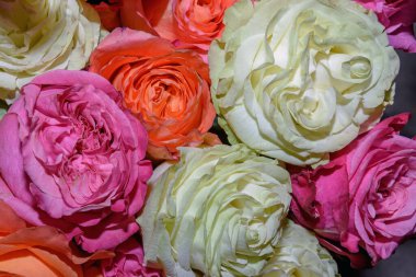 Güzel çiçeklerin arkaplanı. Kapatın. Panorama.