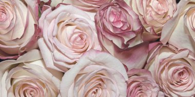 Güzel çiçeklerin arkaplanı. Kapatın. Panorama.