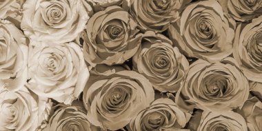 Güzel çiçeklerin arkaplanı. Kapatın. Panorama.