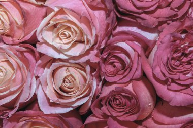 Güzel çiçeklerin arkaplanı. Kapat.. 