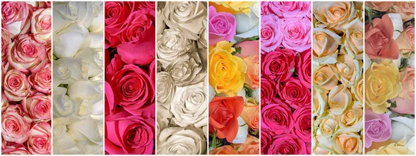 Hermoso Collage Flores — Foto de Stock