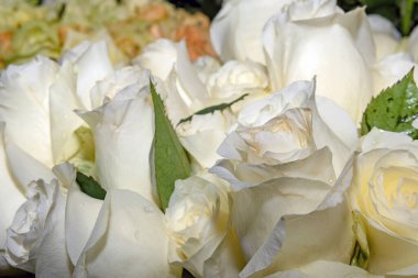 Güzel çiçeklerin arkaplanı. Kapatın. Panorama.