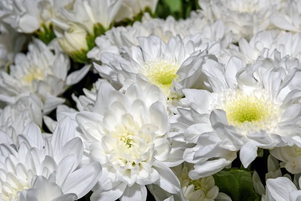 Background Beautiful Flowers Close — Stock Photo, Image