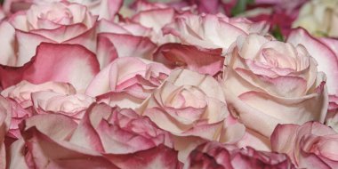 Güzel çiçeklerin arkaplanı. Kapatın. Panorama.