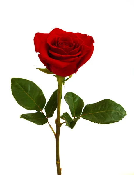 Beyaz arkaplanda izole edilmiş güzel kırmızı gül 