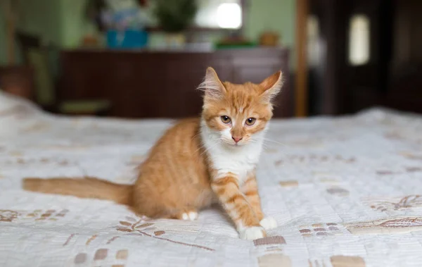 Little kitty sitting on the bed in the room