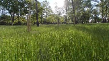 Yazın erken saatlerinde parkta.