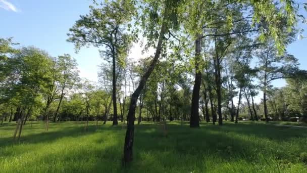 Temps écoulé dans le parc tôt le matin en été. Vidéo UHD 