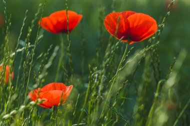 Çimlerin üzerinde üç kırmızı haşhaş var. Yaz güneşli bir gün.
