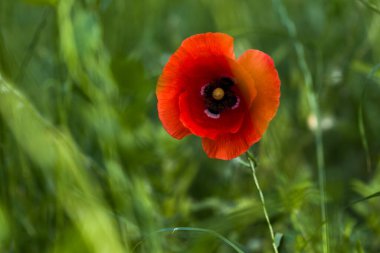Yeşil çim arka planda bir kırmızı haşhaş. En üst bakış açısı.
