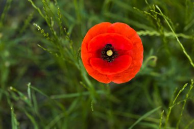 Kırmızı haşhaş yaklaş. Çiçeğin tam üstünde..