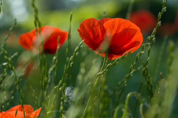 Bud of red poppy yaz güneşli bir günde kapanıyor.