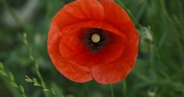 Yeşil çimenlerin üzerinde kırmızı gelincik çiçeğinin üst görüntüsü.