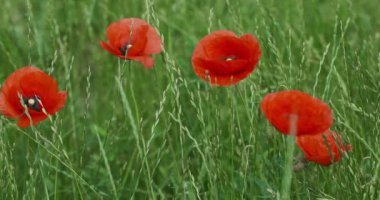 Parktaki kırmızı gelincikler sabahın erken saatlerinde yeşil çimlerin üzerinde
