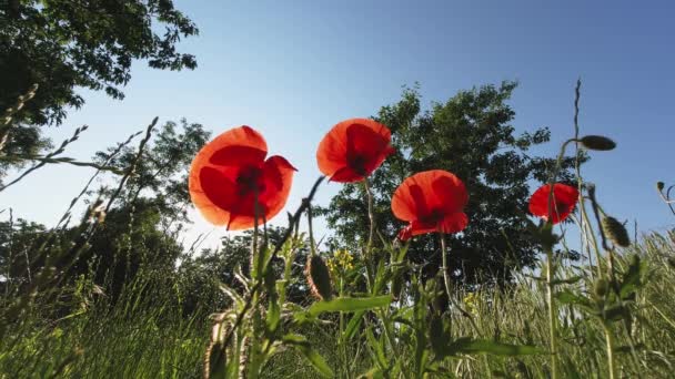 Coquelicots rouges contre le soleil tôt le matin.