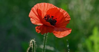 Kırmızı haşhaş yeşil arkaplanı kapat