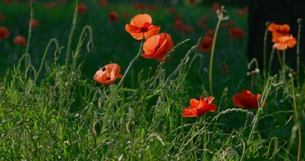 Poppies Park Early Morning Background Park — Stock Video